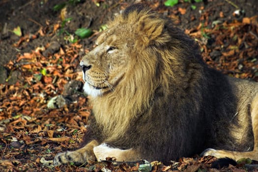 A male lion resting