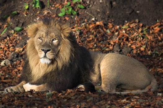 A male lion resting