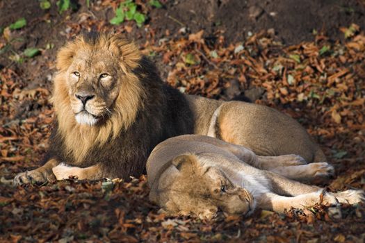 Male and femaile lions resting in the sun.