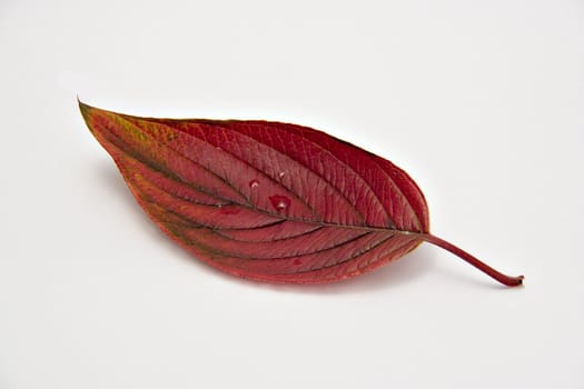 A single red autumn leaf