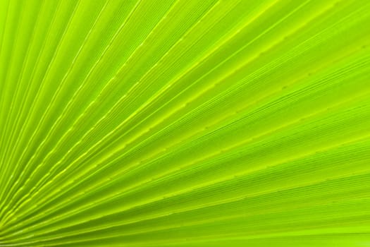 Palm leaf detail. Shallow depth of field, aRGB.
