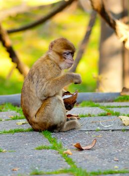 Barbary macaque eating coconut