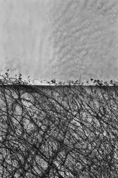 Creeper plant on concrete wall and cloudy sky. Black and white.
