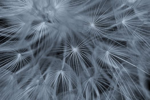 Dandelion plant macro abstract background. Selective focus.