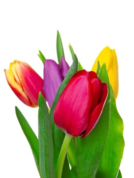 tulips on isolated background