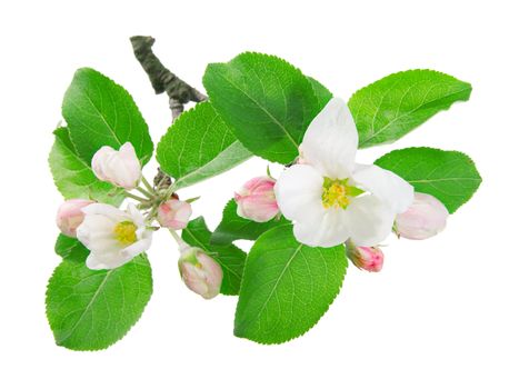 Apple Blossom