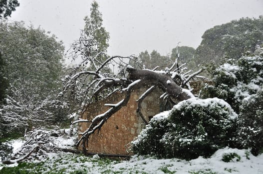 Snow storm in forest. Fallen tree trunk on top of abandoned house. 