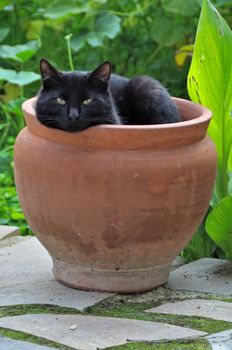 Black cat sheltering from cold winter wind in a flowerpot.