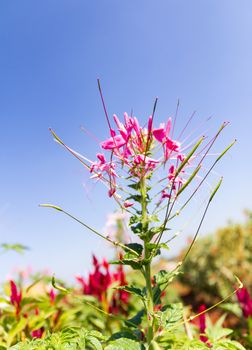 Cleome spinosa linn or  Spider Flower garden and blue sky