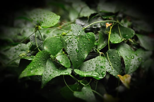Green ivy plant leaves with raindrops natural background. Selective focus.