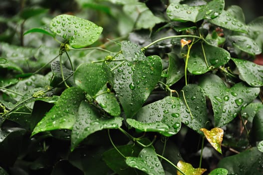 Green ivy plant leaves with raindrops. Abstract background.