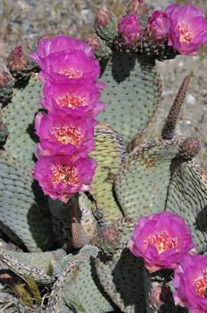 Bright colored flowers blossom during Springtime on stands of cactus in the Southern California desert.