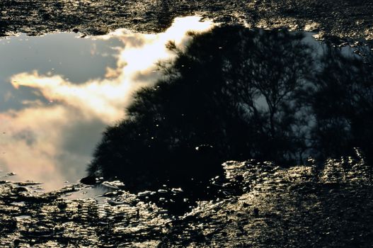 Trees and moody sky reflected in muddy water.