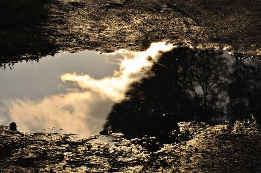 Trees and overcast sky reflected in muddy water.