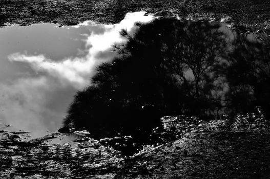 Trees and moody sky reflected in muddy water. Black and white.