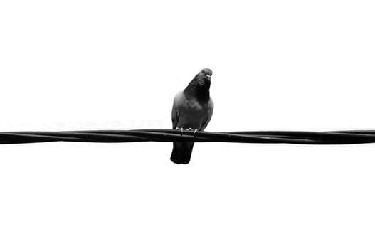 Pigeon bird on a wire. Black and white.