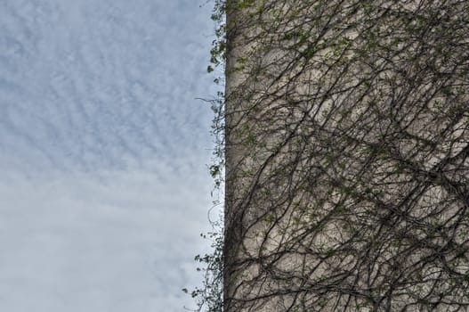 Creeper plant on concrete wall and cloudy sky.
