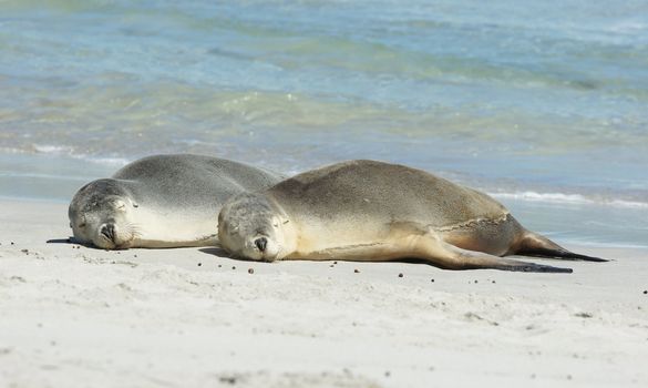 Seals colony on Seal Bay, Kangaroo Island, South Australia