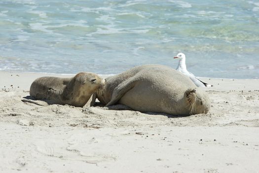 Seals colony on Seal Bay, Kangaroo Island, South Australia