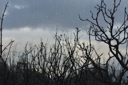 Tree branches silhouette and dark winter sky seen through window with raindrops.