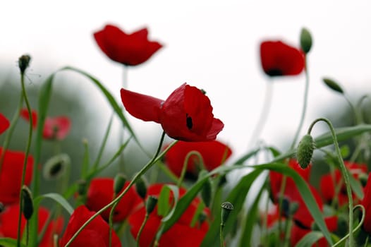 Red poppy flowers in a field. Spring season background.