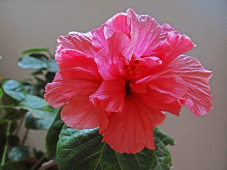 red hibiscus