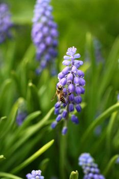 Grape hyacinth with bee in spring