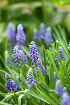 Grape hyacinth macro shot