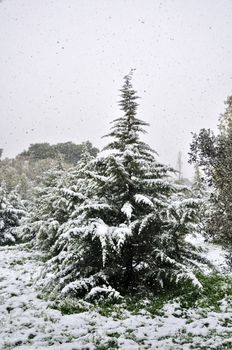 Fir tree and falling snow. Wintertime in a forest.