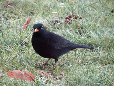 blackbird on icy meadow