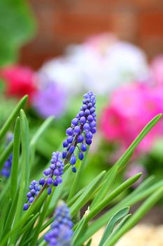 Grape hyacinth macro shot