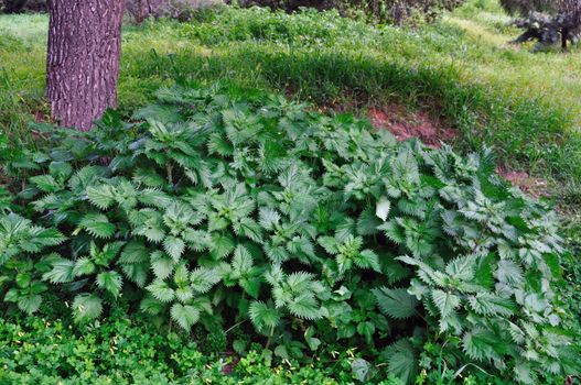 Stinging nettle herbal plants growing under a tree in the woods.