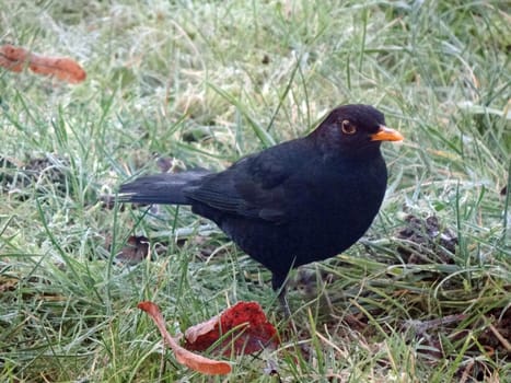 blackbird on icy meadow