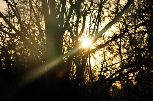Sun beam shining through tree branches silhouette. Lens flare reflection.