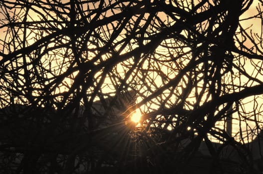 Sun light lens flare reflection over city rooftops and tree branches silhouette.