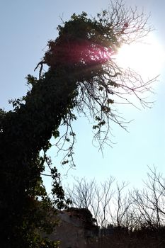 Sunlight shining through creeper tree branches. Lens flare reflection.