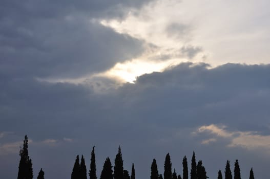 Tree silhouettes and sunset colored overcast winter sky.
