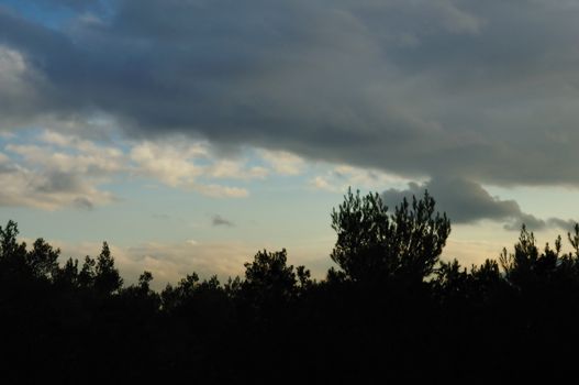 Tree silhouettes in a forest and sunset colored winter sky.