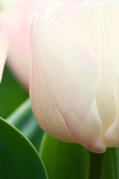 Pink tulips background