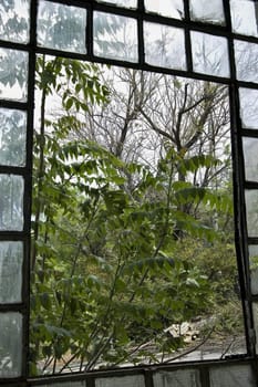 Trees and debris outside the broken window of an abandoned factory.