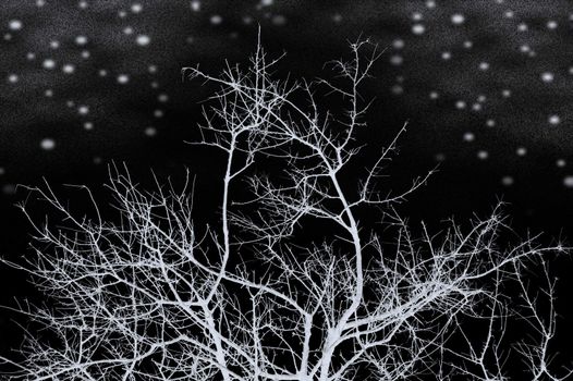 Leafless snow frozen tree silhouette on a dark cold winter night. Black and white.
