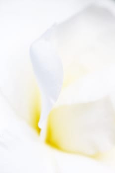 White petals background