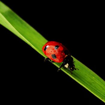 ladybug on grass isolated black background