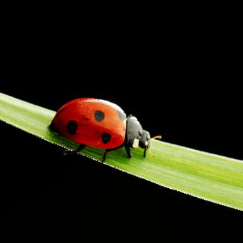 ladybug on grass isolated black background