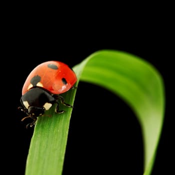 ladybug on grass isolated black background