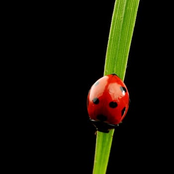 ladybug on grass isolated black background