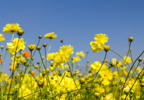 Field of Yellow cosmos flowers in Thailand
