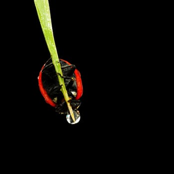 ladybug on grass isolated black background