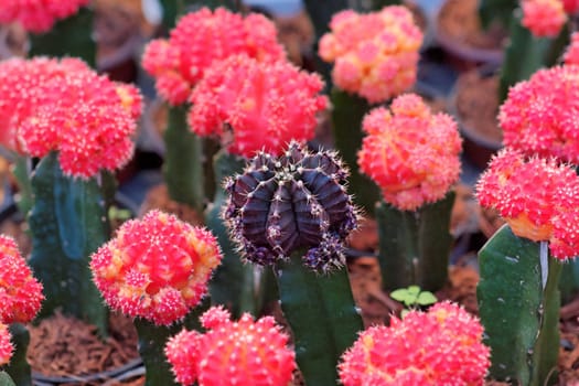 Purple cactus surrounded by red ones, shallow DOF