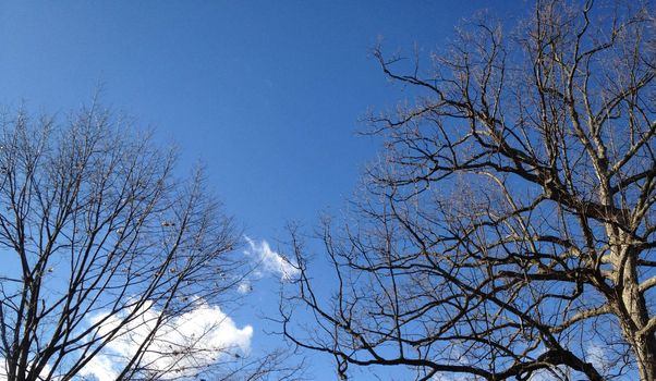 Winter Tree Against Sky